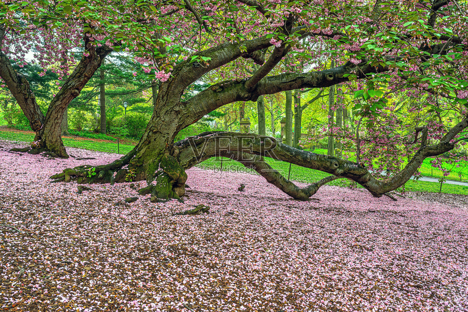 春天的中央公园照片摄影图片