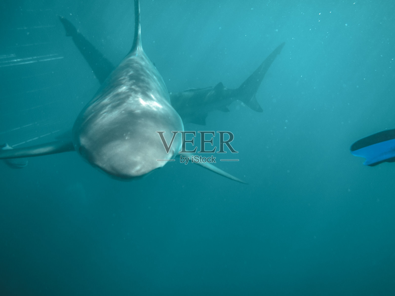 巨大的鲨鱼在南非印度洋中游泳照片摄影图片