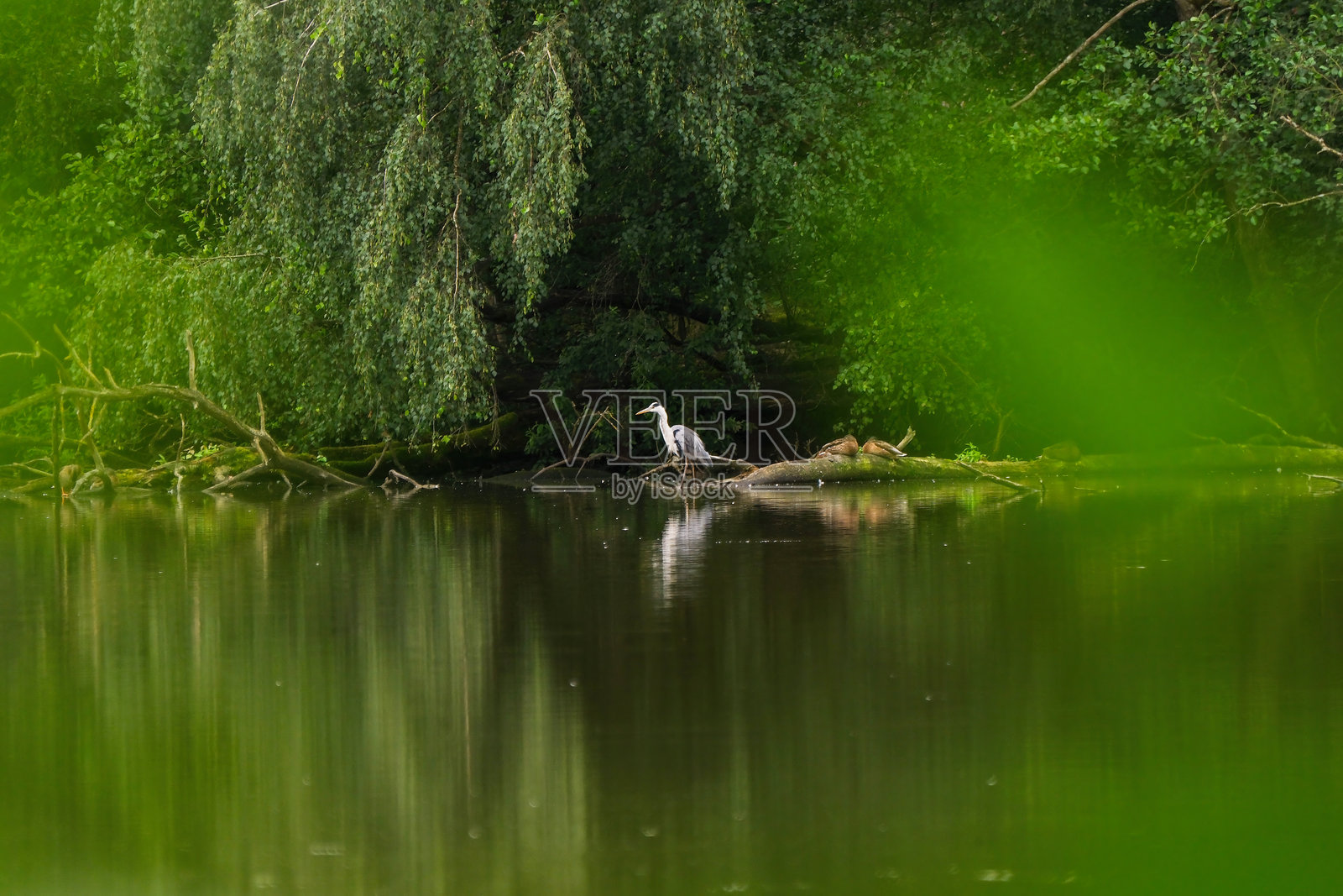白色大苍鹭站在湖中，四周环绕着森林照片摄影图片