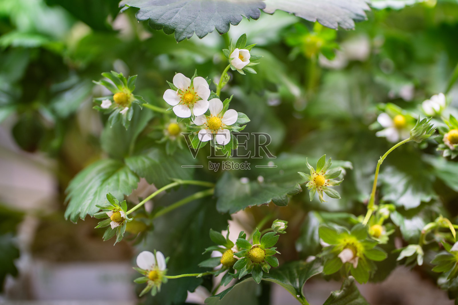 温室中盛开的草莓种植。用于在人工土壤中种植草莓的小型农场。照片摄影图片