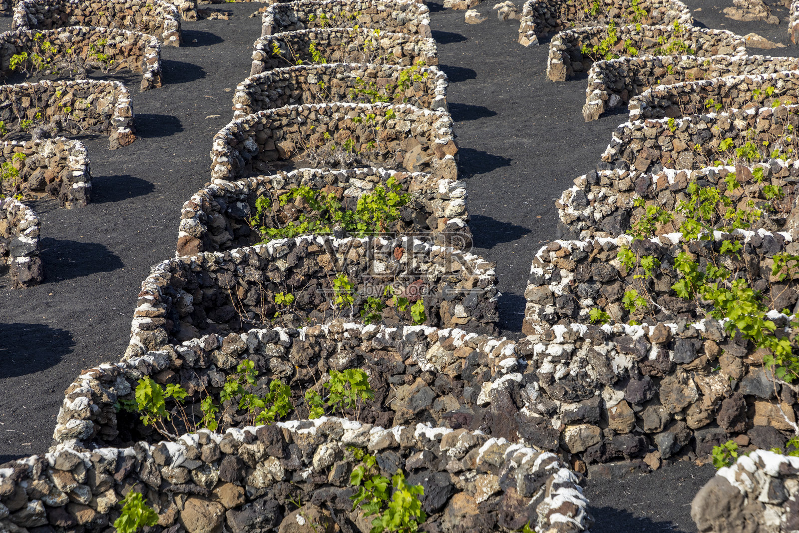 西班牙兰萨罗特的拉赫里亚地区，火山碎屑土壤中生长的葡萄藤园照片摄影图片