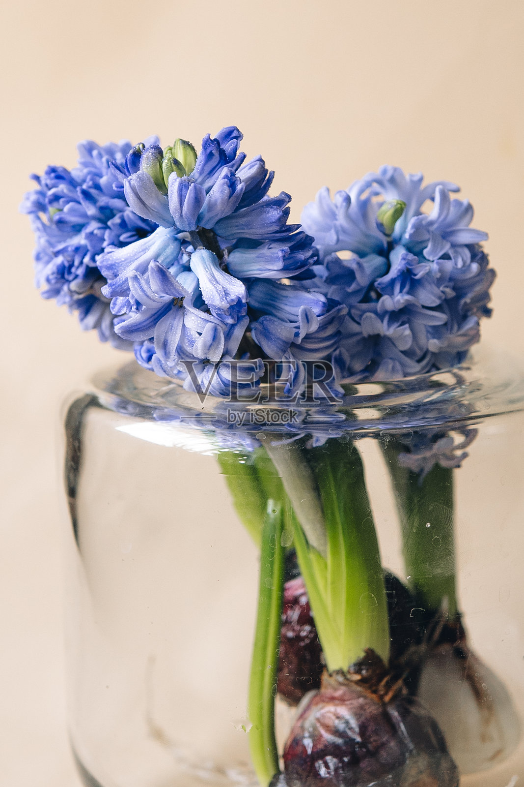 玻璃花瓶中的风信子花，背景为米色。照片摄影图片