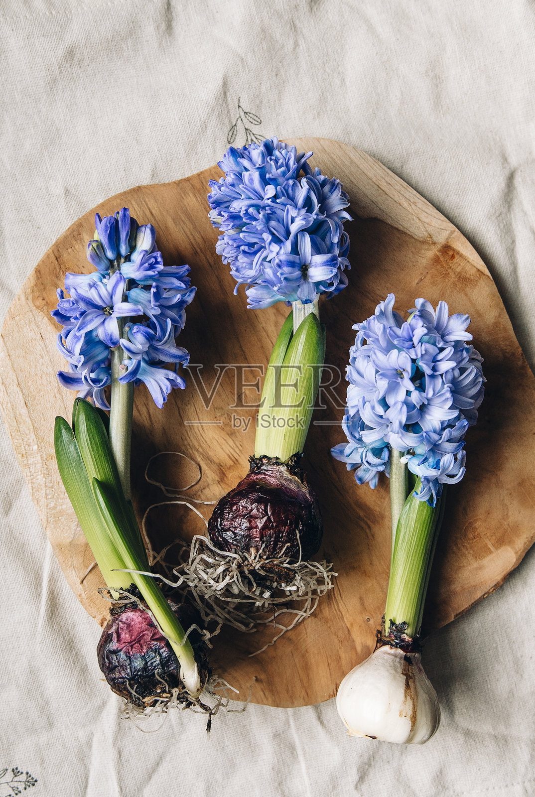 木板和布料上的风信子花。春季贺卡，留有文字位置。照片摄影图片