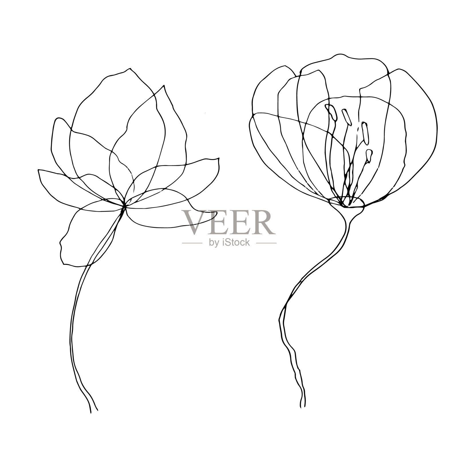 透明花瓣和叶子的黑白花卉矢量插图集，独立于白色背景，适用于纺织、排版和明信片设计。插画图片素材
