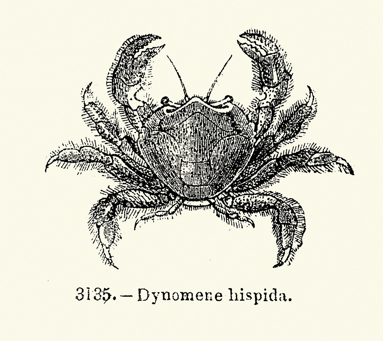 刺毛蟹，海洋生物，野生动物，木刻艺术印刷，19世纪复古插图插画图片素材