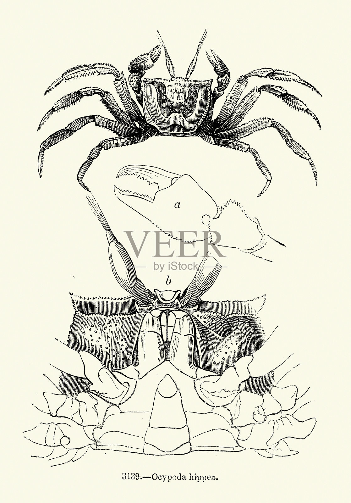 Ocypoda hippea, 蟹, 海洋生物, 野生动物, 木刻艺术印刷, 19世纪复古插图插画图片素材