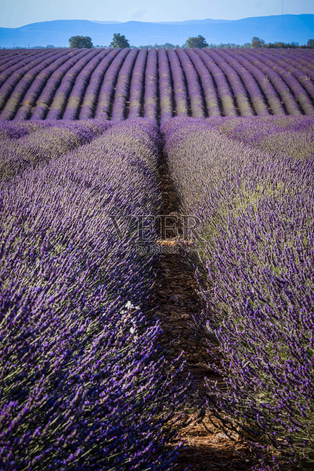 夏天盛开的薰衣草一排排绽放照片摄影图片
