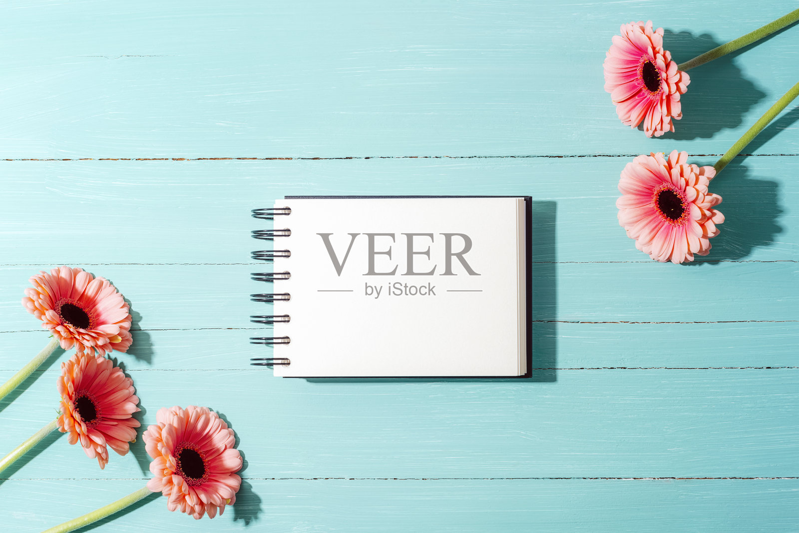 空白螺旋笔记本与粉色非洲菊花在青绿色木背景上，带有明显的阴影。俯视图，平铺展示，样机。照片摄影图片