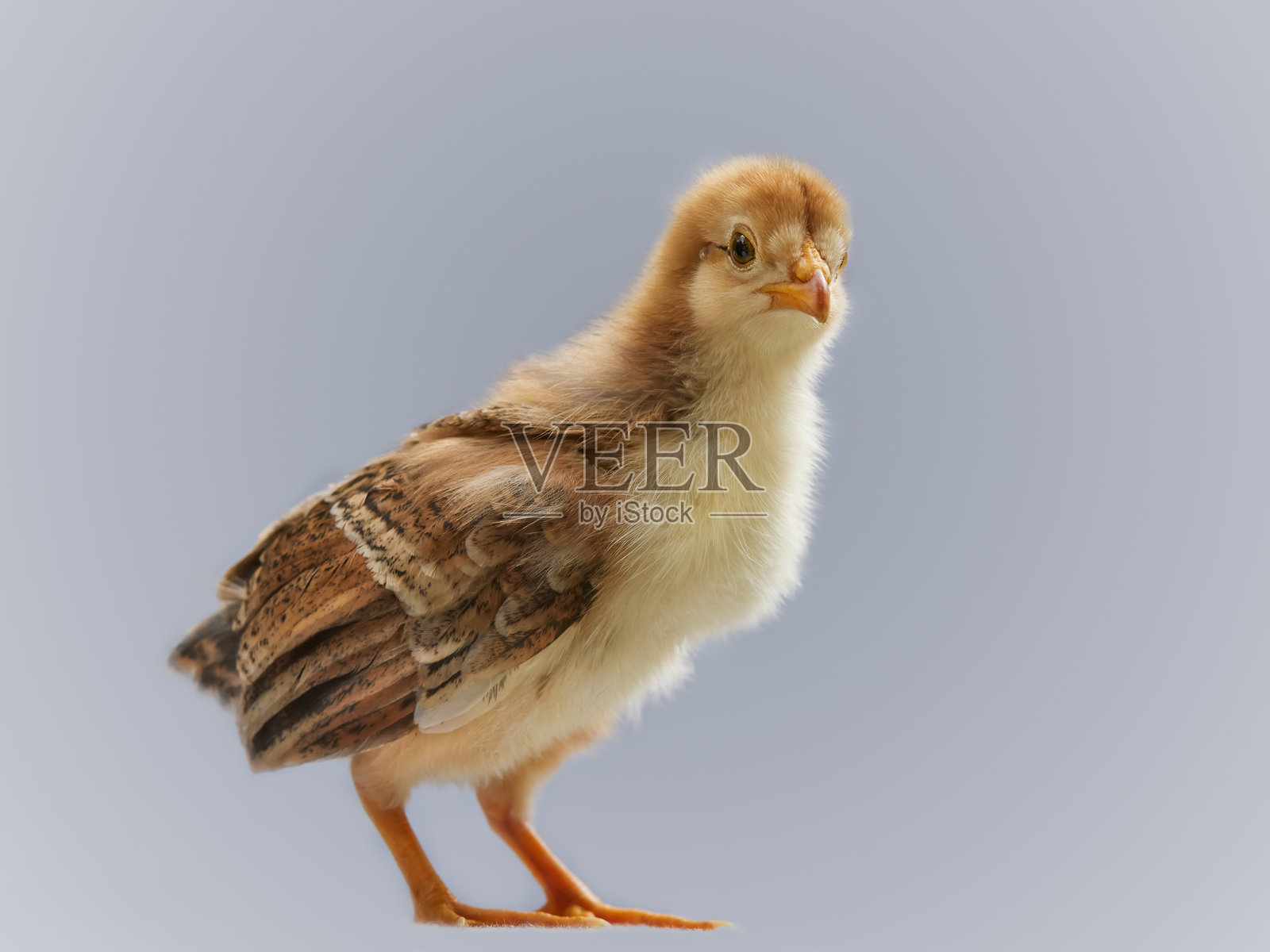 一只毛茸茸的黄色和棕色小鸡站在浅色表面上，背景为简单的浅灰色。照片摄影图片