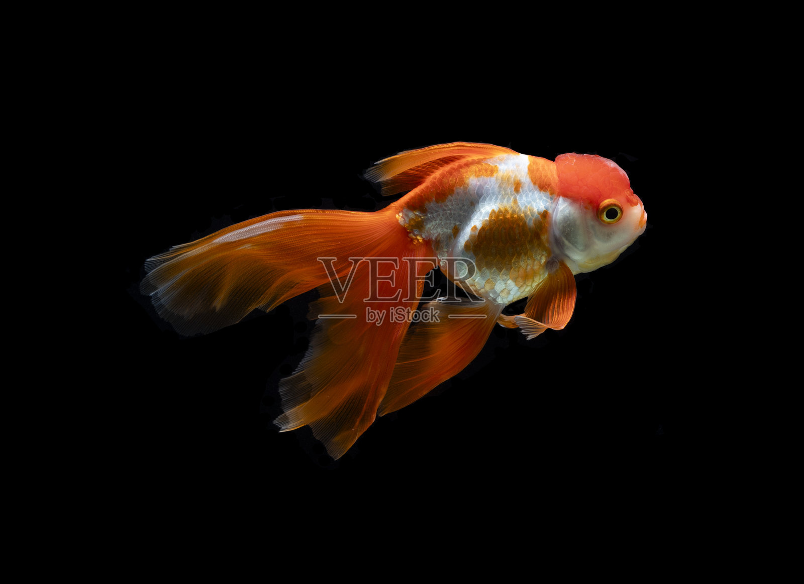 金鱼孤立在黑色背景上照片摄影图片
