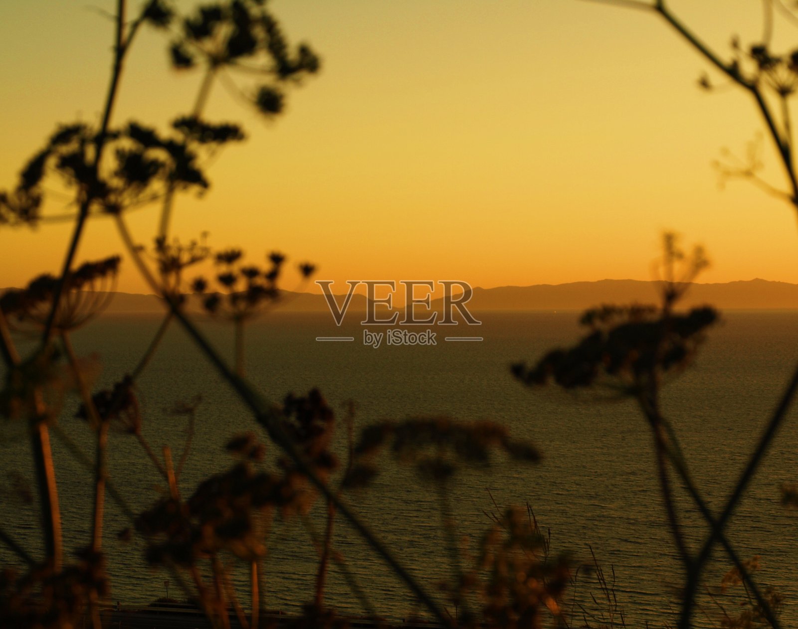 加利福尼亚黄金照片摄影图片