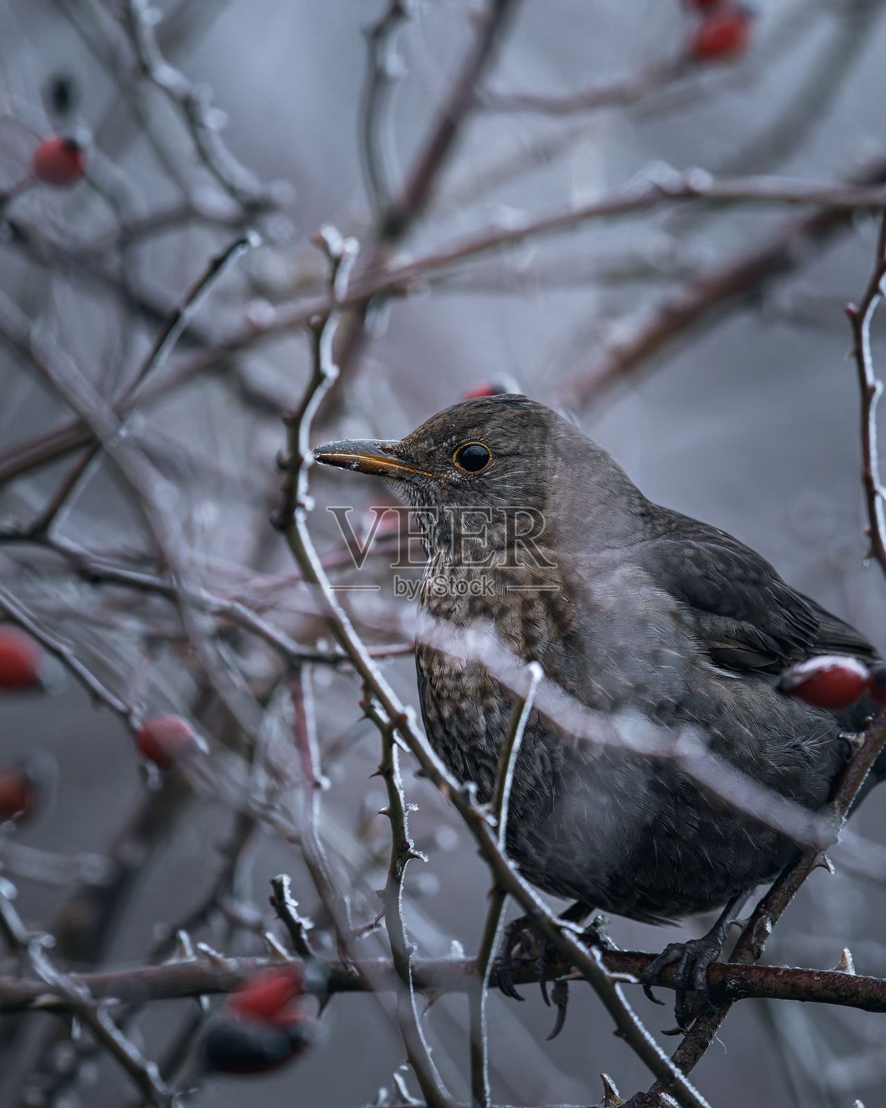 冰霜覆盖的树枝上的鸟照片摄影图片