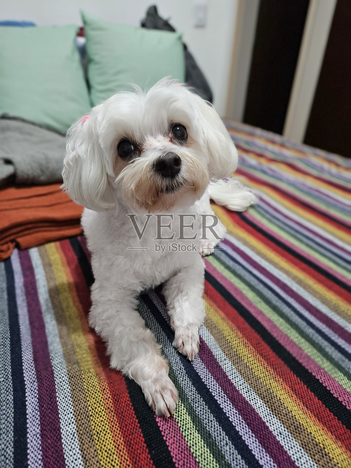 小白狗照片摄影图片