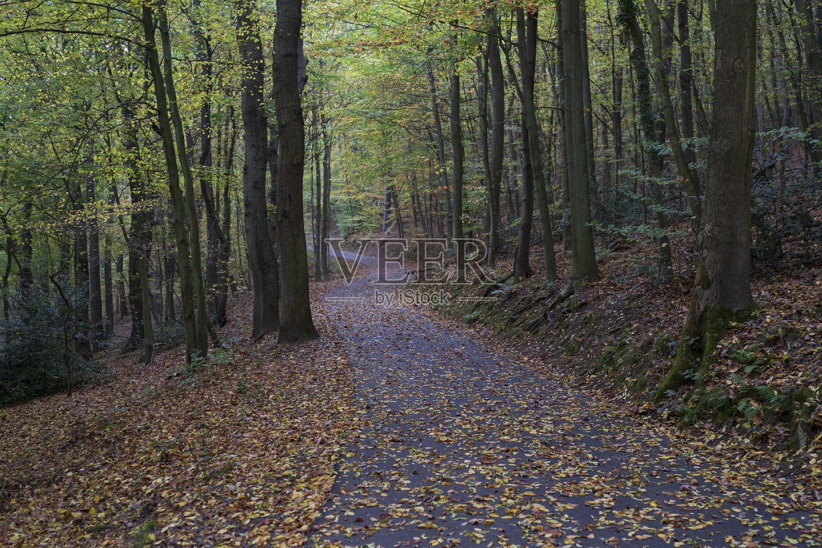 公园里铺满落叶的沥青小路，捕捉了秋季的精髓。照片摄影图片