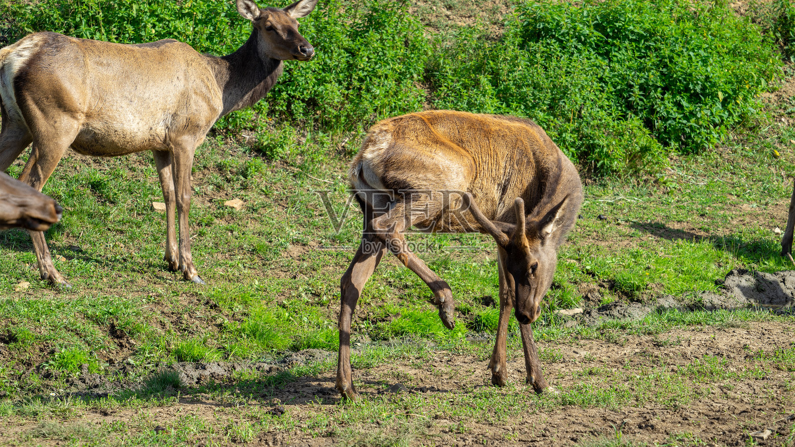 雄性马鹿或鹿或麋鹿在阳光明媚的夏日草地上行走，头上长着小角。替代医学照片摄影图片