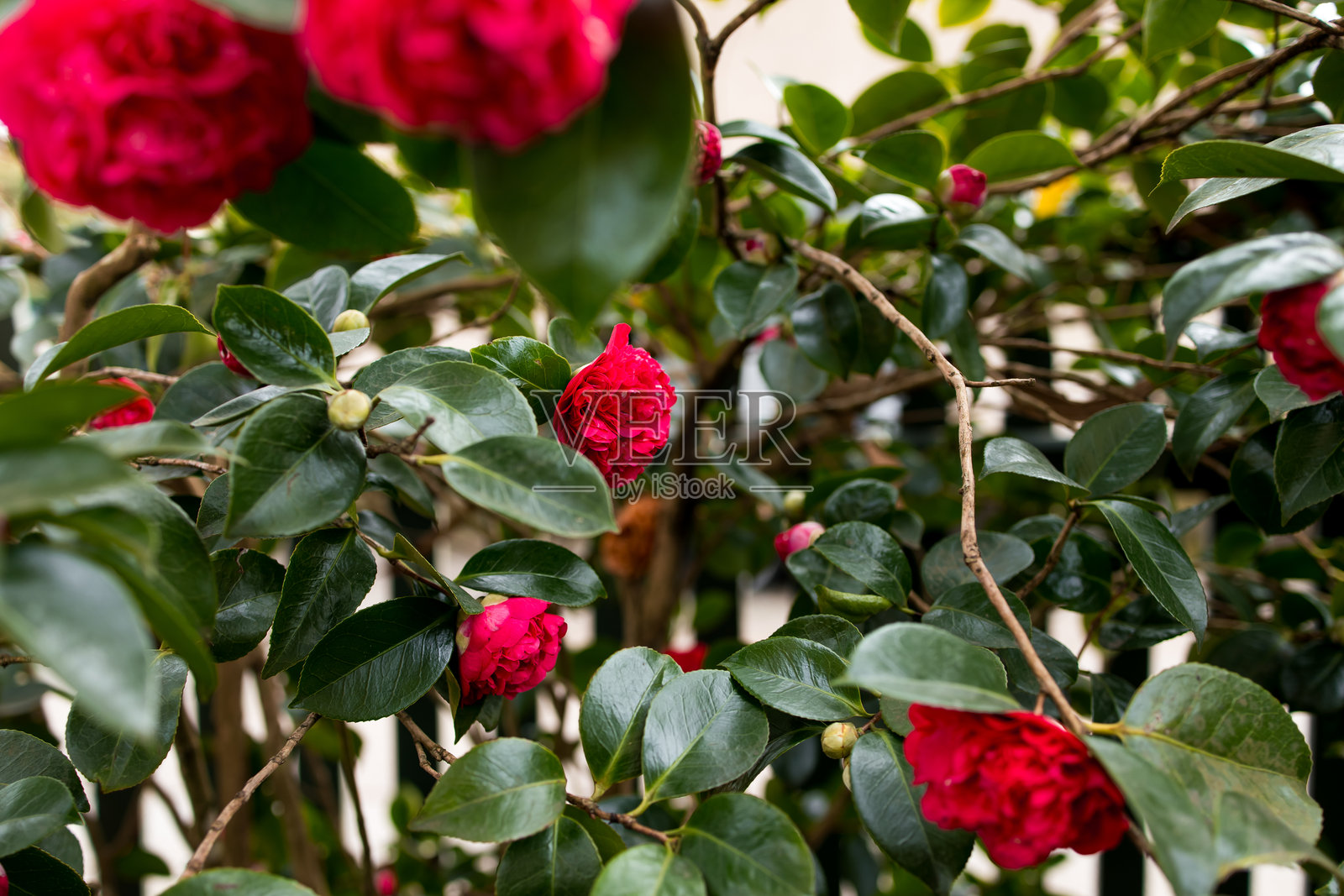 在花园环境中，鲜艳的红色茶花黛比在郁郁葱葱的绿叶间绽放。照片摄影图片