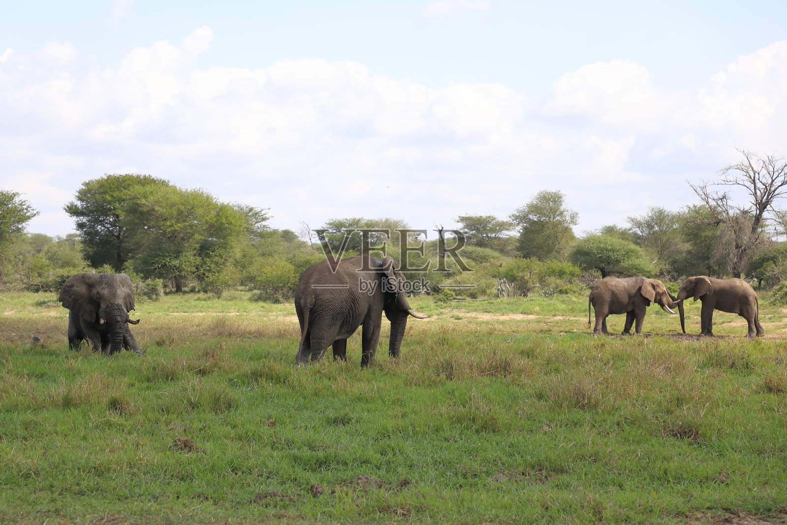 非洲象在泥浆中 / Loxodonta africana照片摄影图片