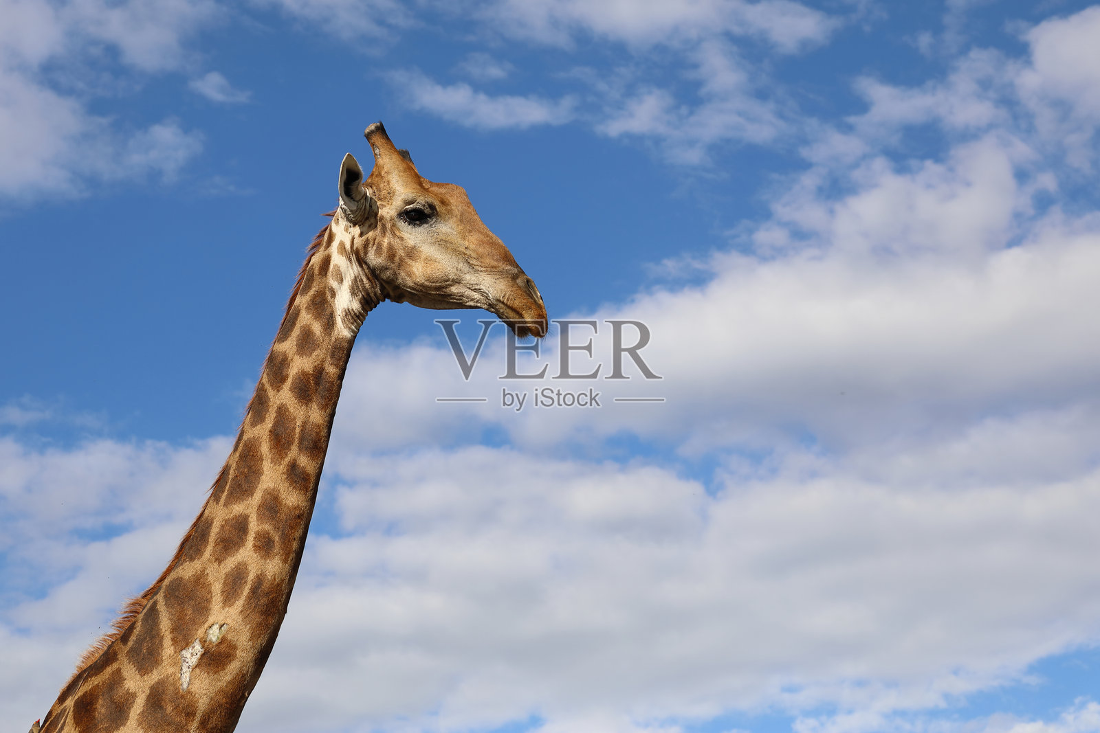 长颈鹿 / 长颈鹿 / 长颈鹿照片摄影图片