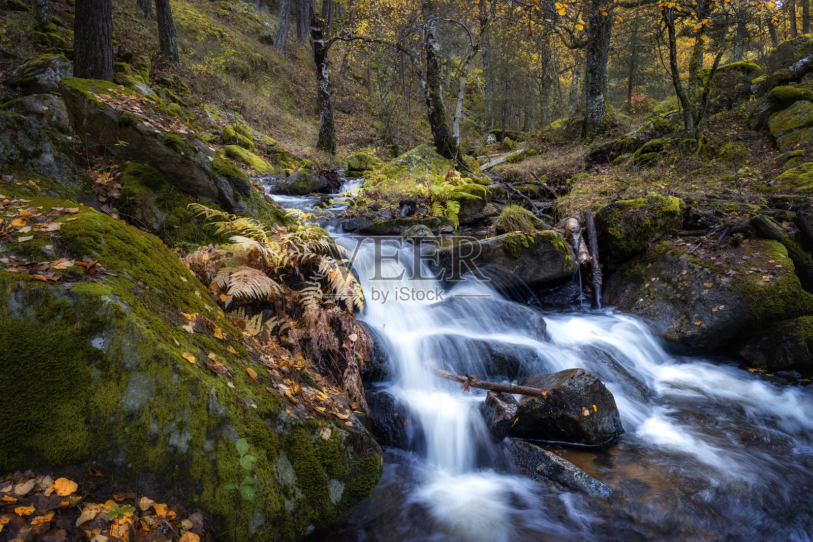 卡嫩西亚的白桦林小溪照片摄影图片