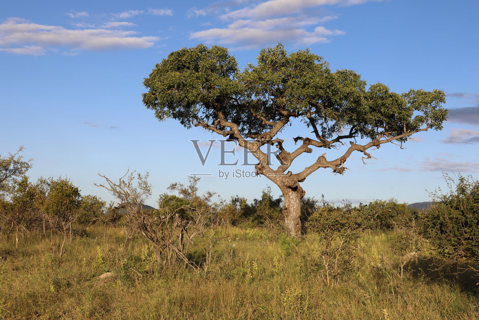 非洲灌木丛 - 克鲁格公园 - 树照片摄影图片