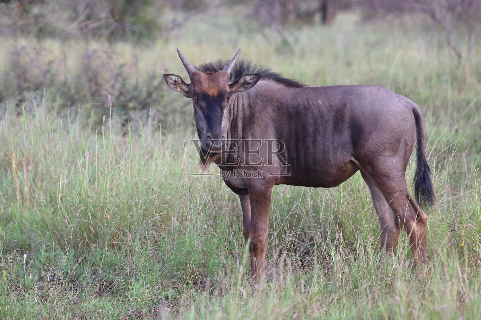 条纹角马 / 蓝色角马 / Connochaetes taurinus照片摄影图片