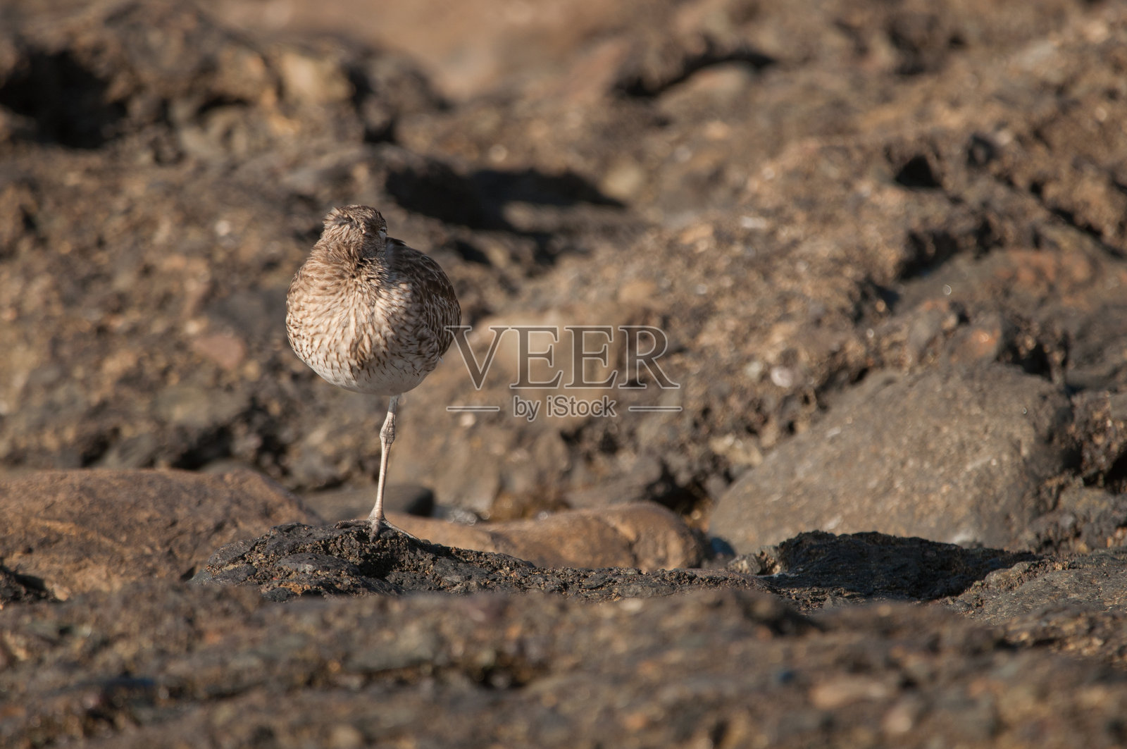 欧亚鹤鹑在睡觉。照片摄影图片