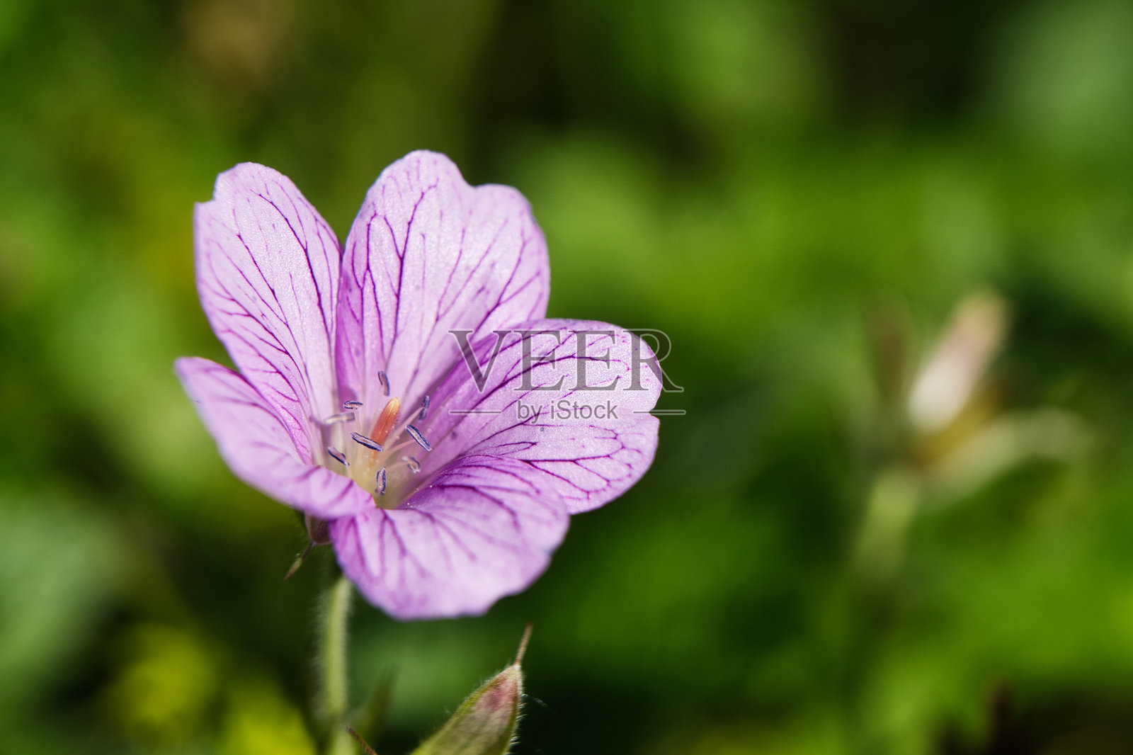 天竺葵照片摄影图片