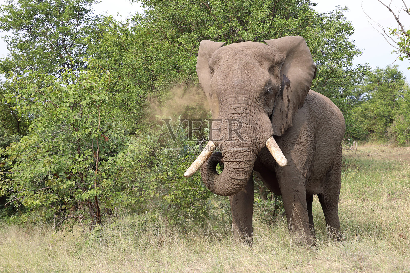 非洲象 / 非洲象 / 非洲象照片摄影图片