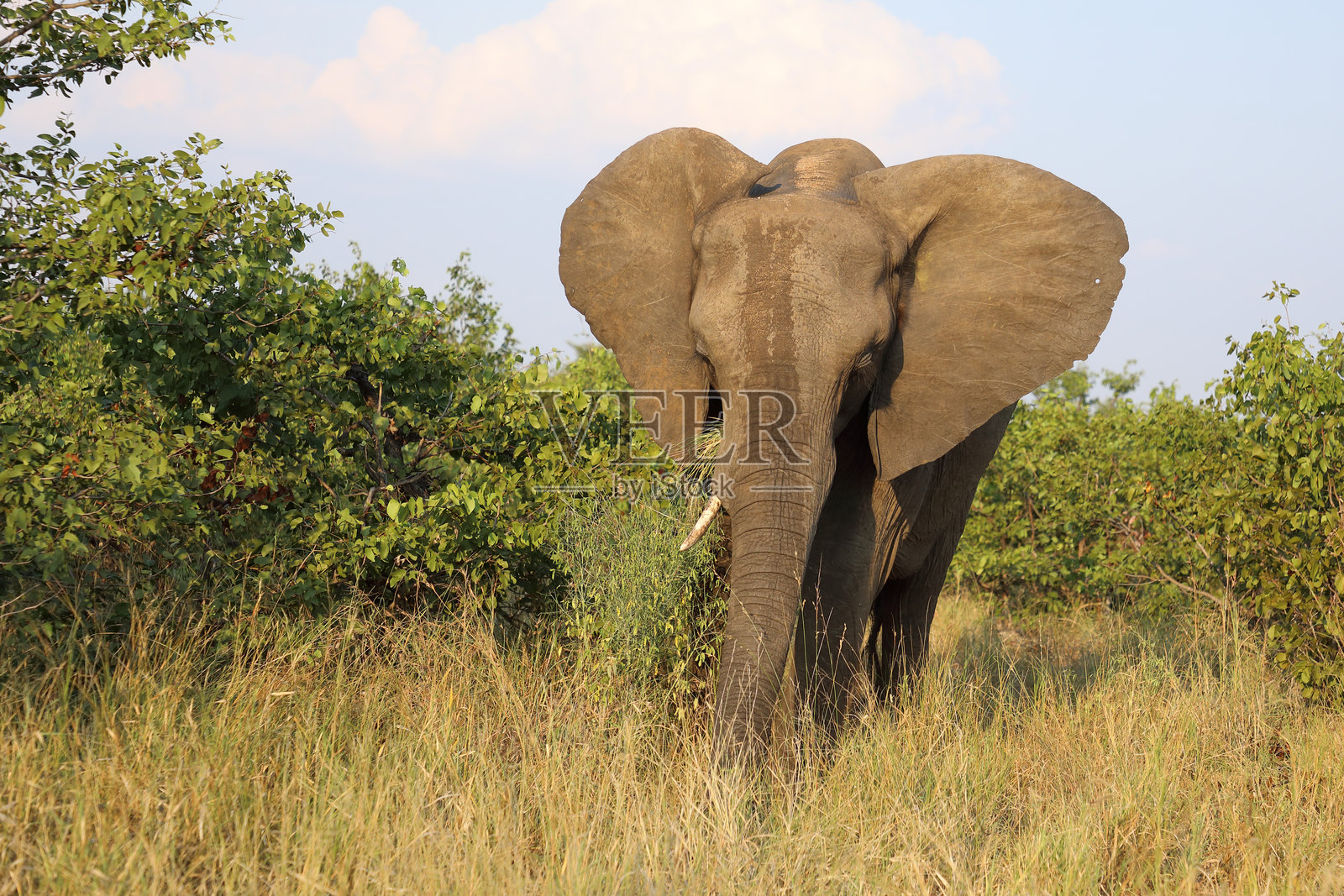 非洲象 / African elephant / Loxodonta africana照片摄影图片