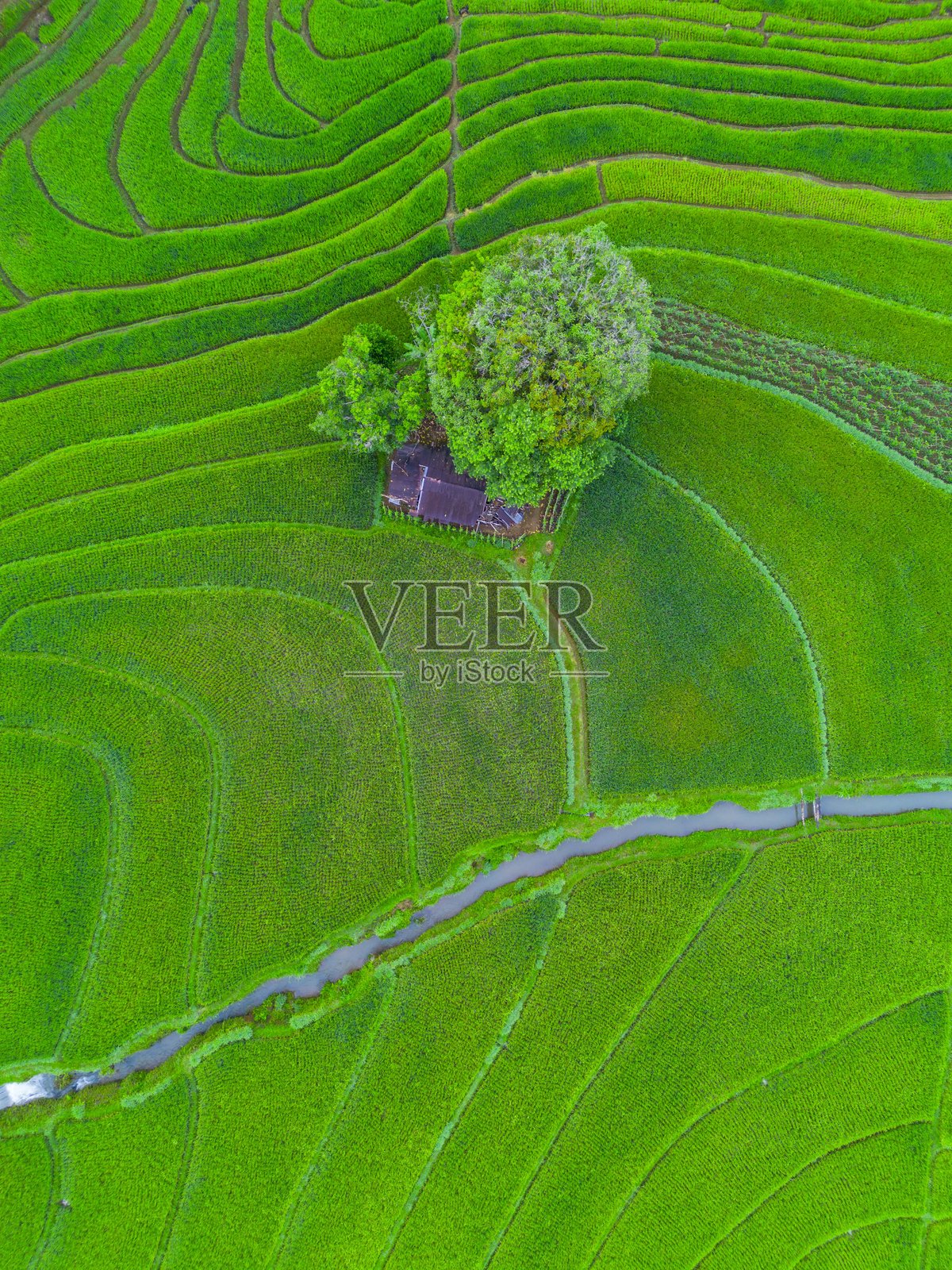 美丽的早晨景色，印度尼西亚全景，稻田与美丽的色彩和自然光的天空照片摄影图片