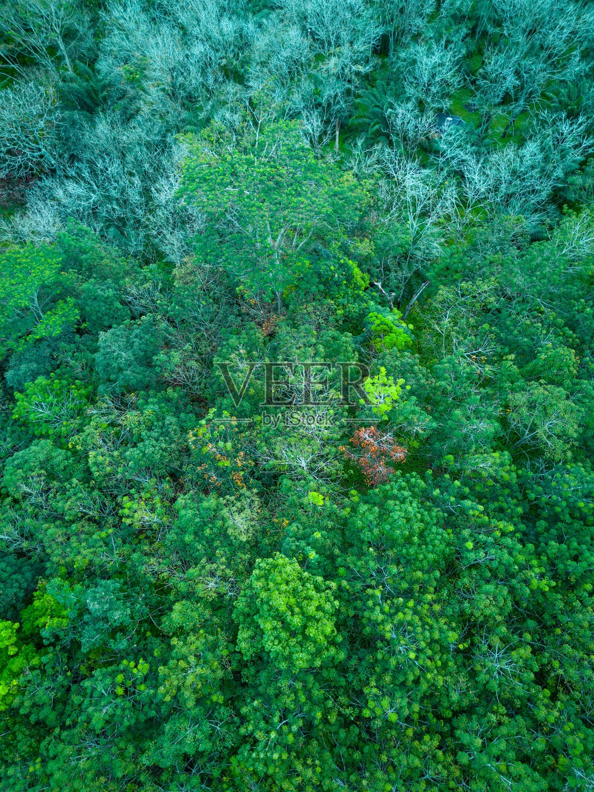 美丽的早晨景色，印度尼西亚全景，稻田与美丽的色彩和自然光的天空照片摄影图片