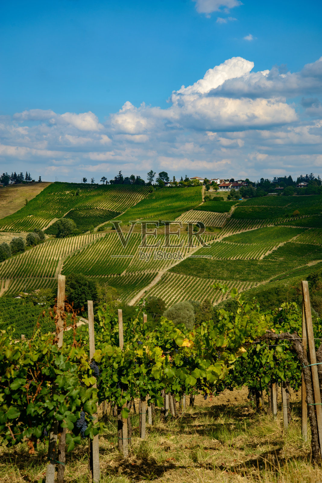 夏季的奥尔特雷波·帕韦塞葡萄园照片摄影图片