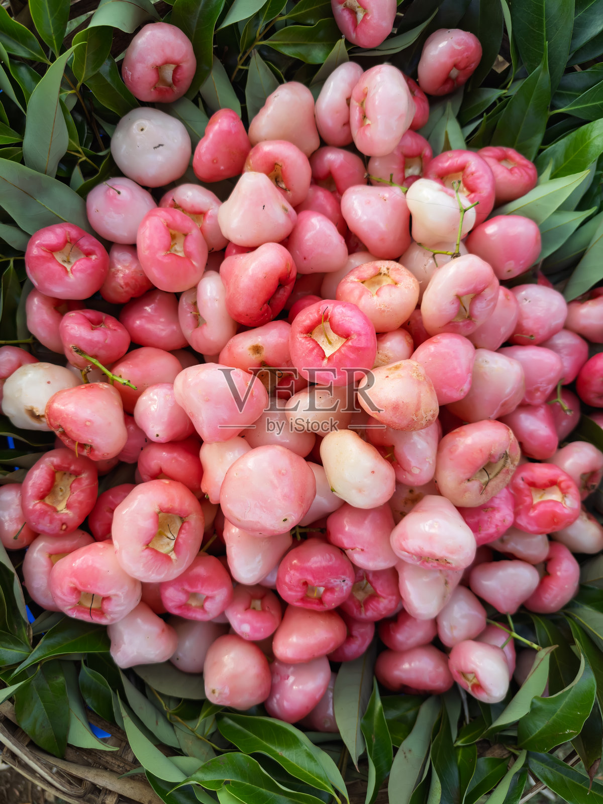 新鲜的粉色玫瑰苹果与绿色叶子，俯视图。 有机玫瑰苹果（Syzygium samarangense）收获。 当地市场上新鲜热带粉色玫瑰苹果的堆积。照片摄影图片