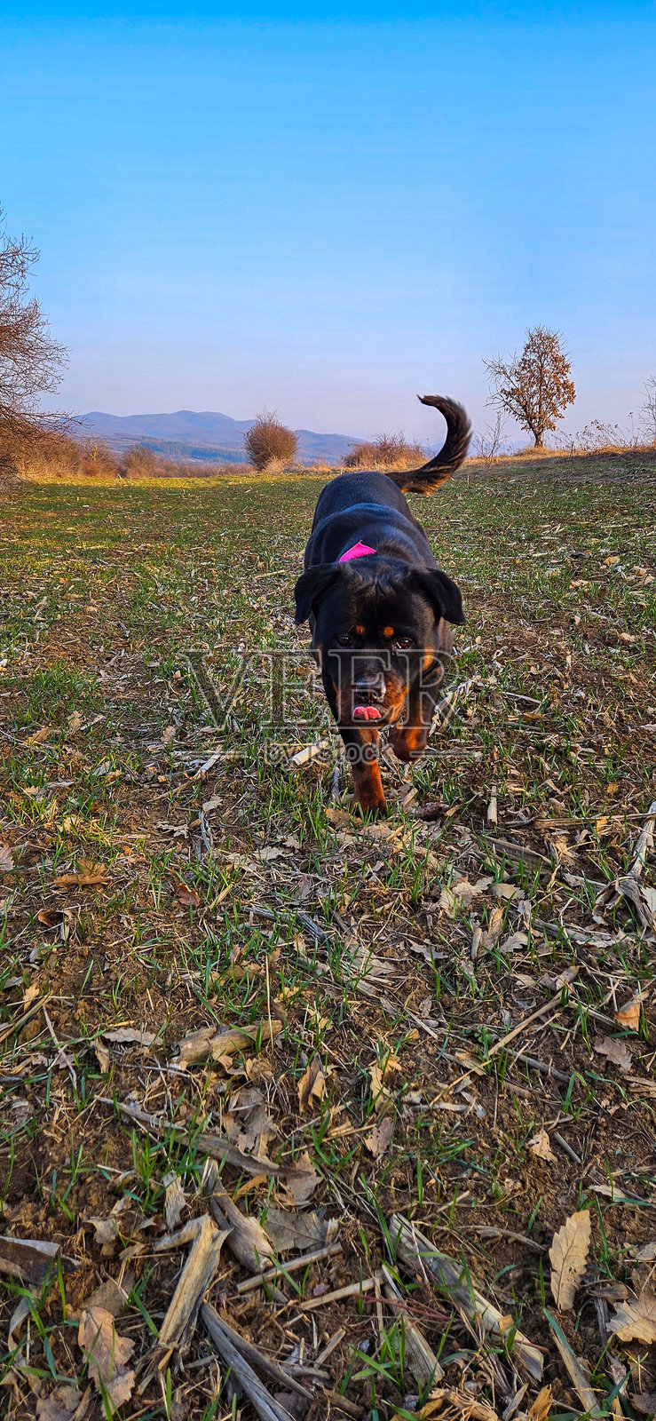 一只罗威纳犬在自然田野中散步，背景是山脉，拍摄于黄金时刻。照片摄影图片
