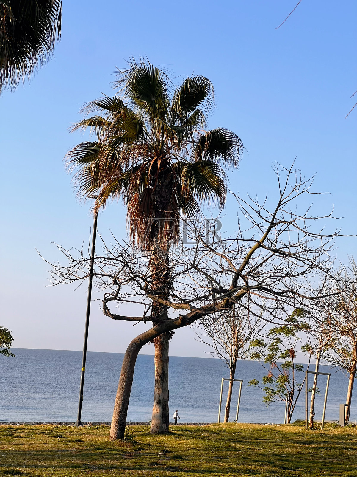 海边跳舞的树木照片摄影图片