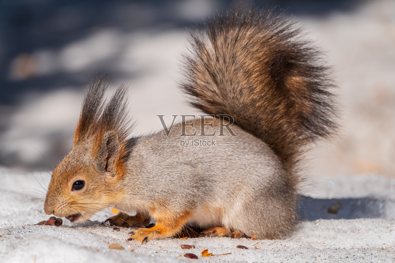 冬天的松鼠坐在白雪上。照片摄影图片