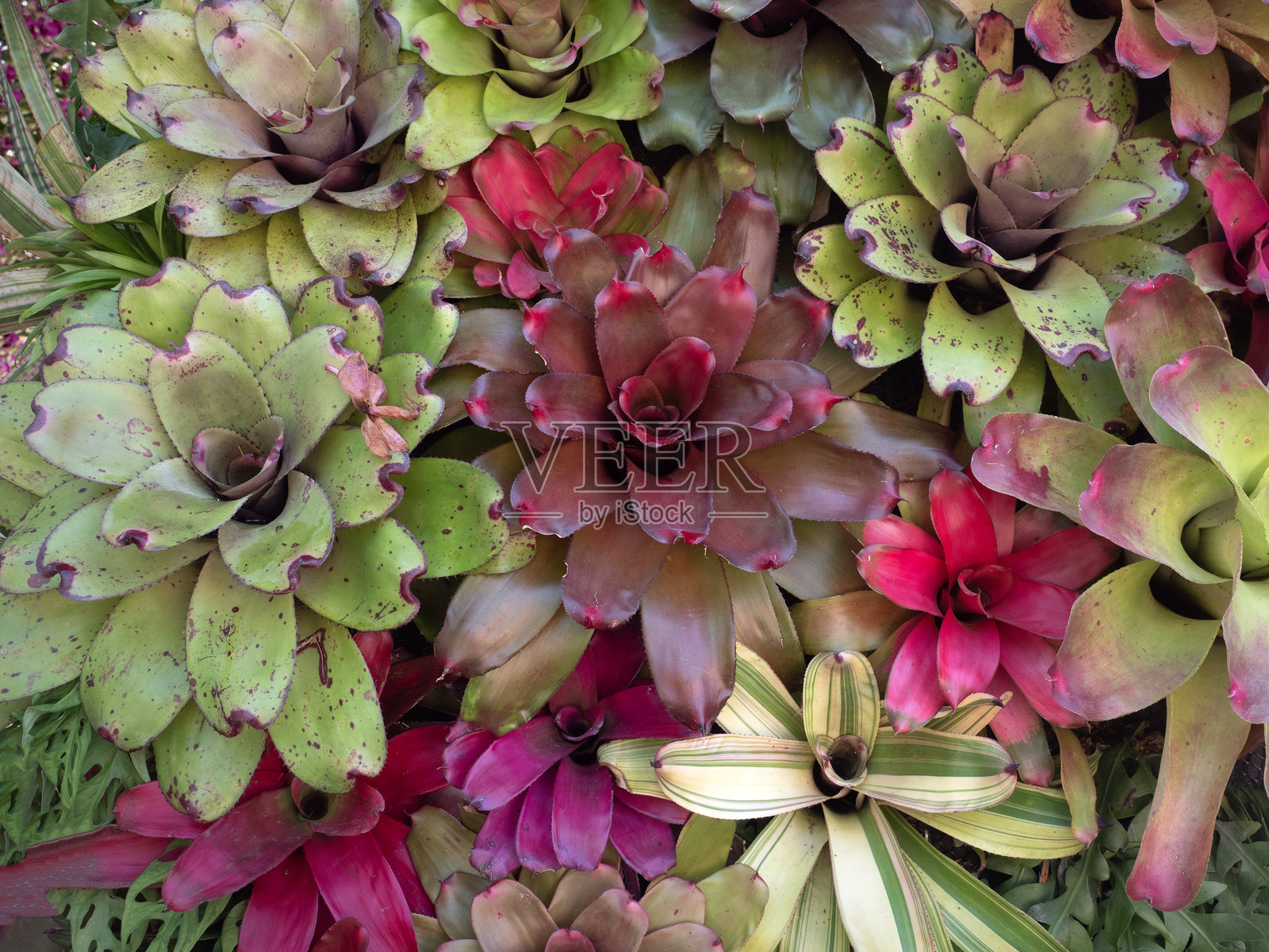 美丽的叶子图案作为自然背景。照片摄影图片