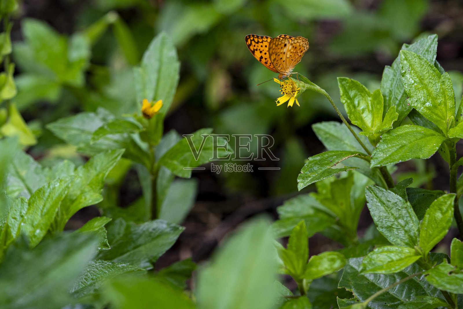 黑点高棕色凤蝶的美丽上翼与植物花园中的黄色花朵照片摄影图片