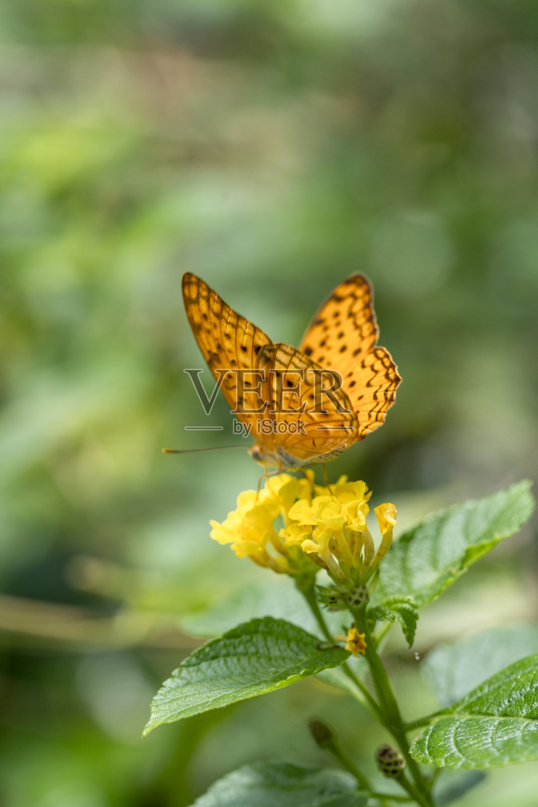 黑点高棕色凤蝶的美丽上翼与黄色五色梅花在植物花园中照片摄影图片