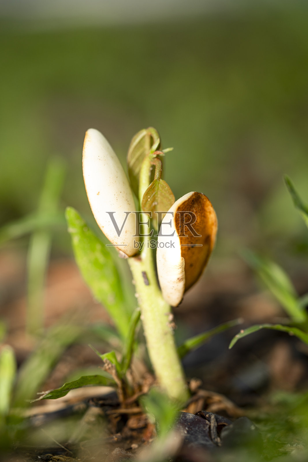 公园里微观拍摄的一株小植物，上面有一颗种子，象征着新生命。照片摄影图片