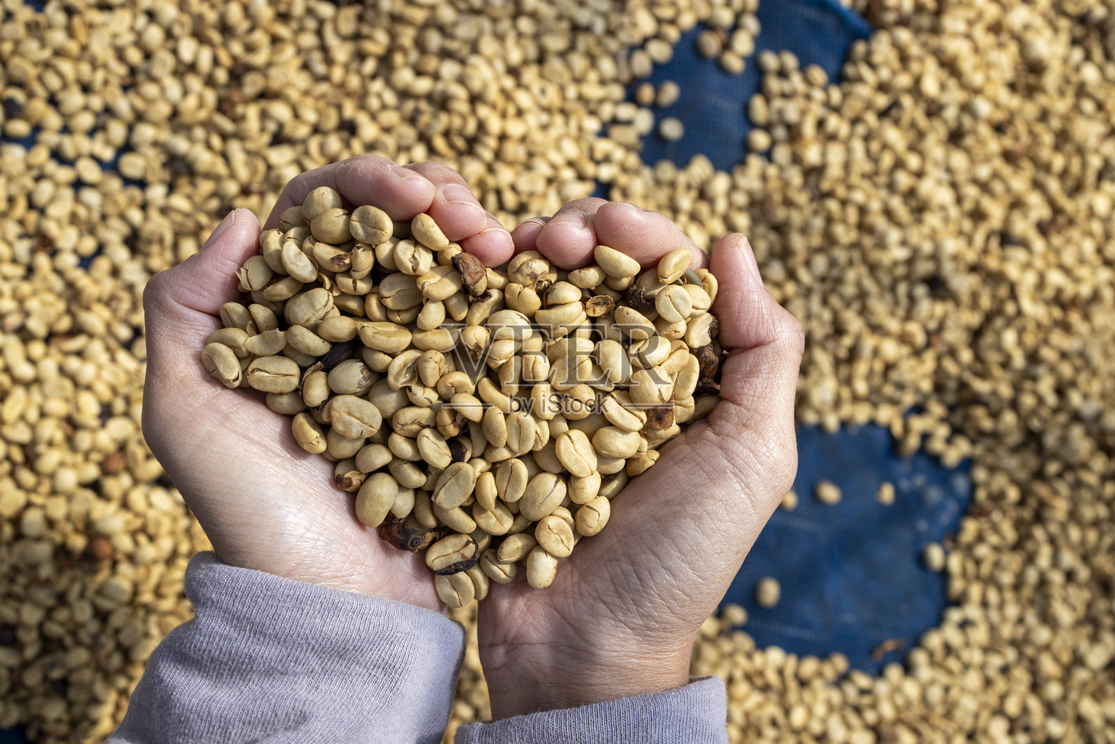 咖啡豆在阳光下晾干。咖啡农场的咖啡种植园照片摄影图片