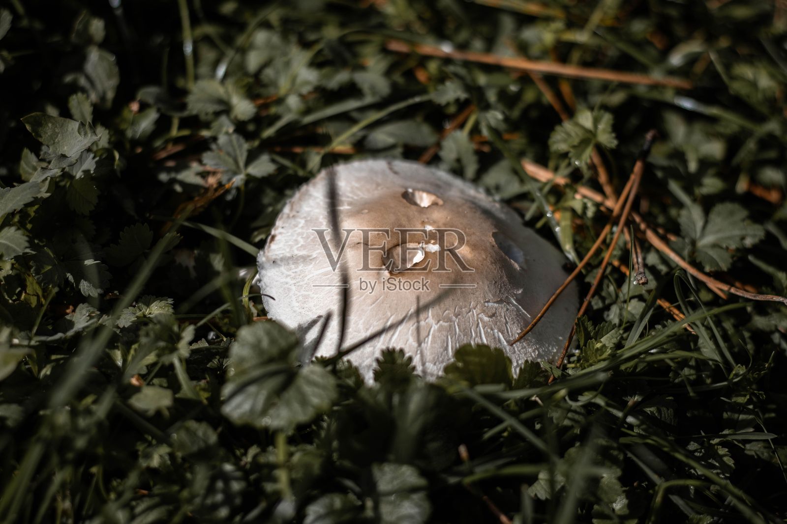 草地上的白帽蘑菇照片摄影图片