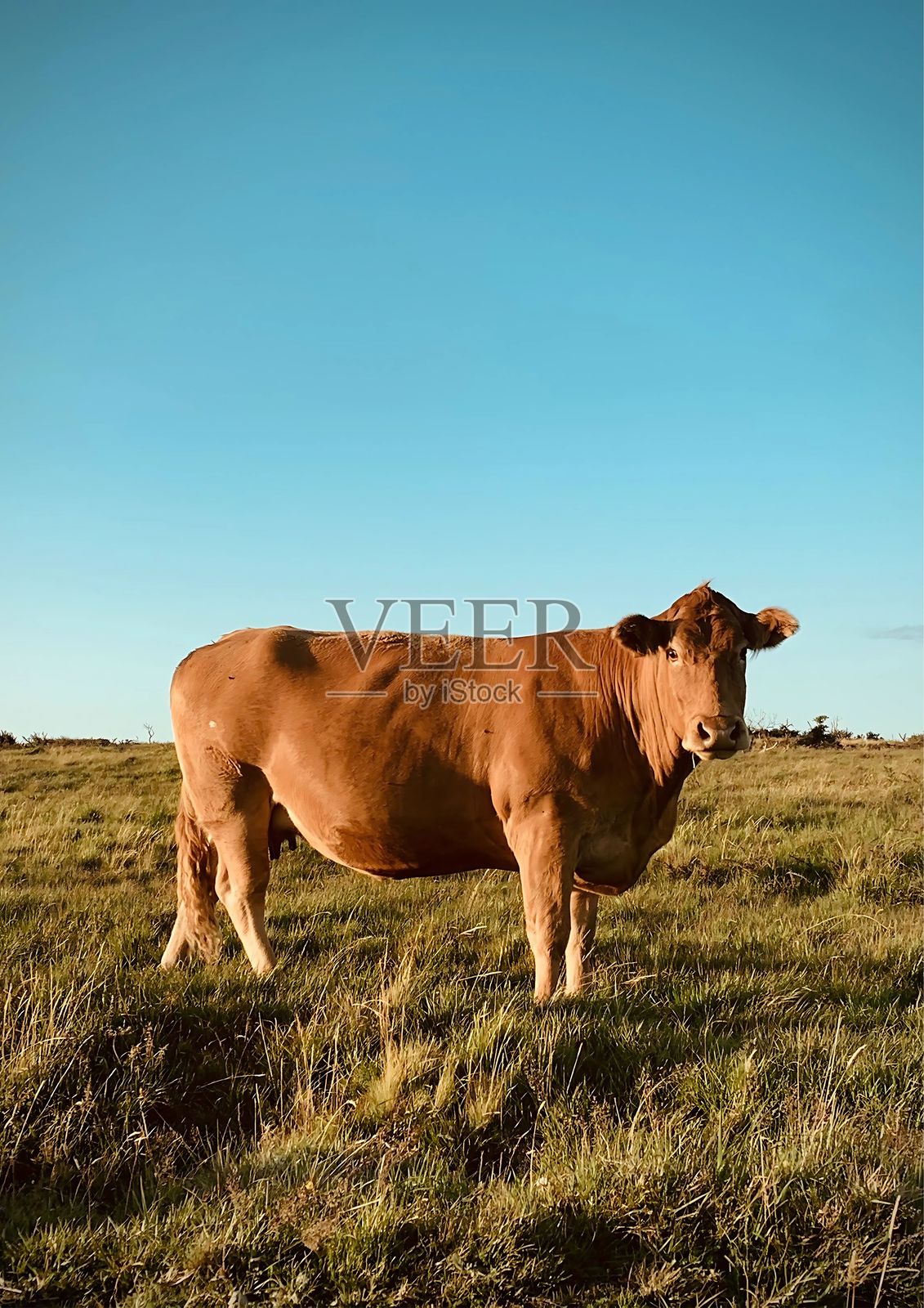 棕色的牛在蓝天的草地上。照片摄影图片