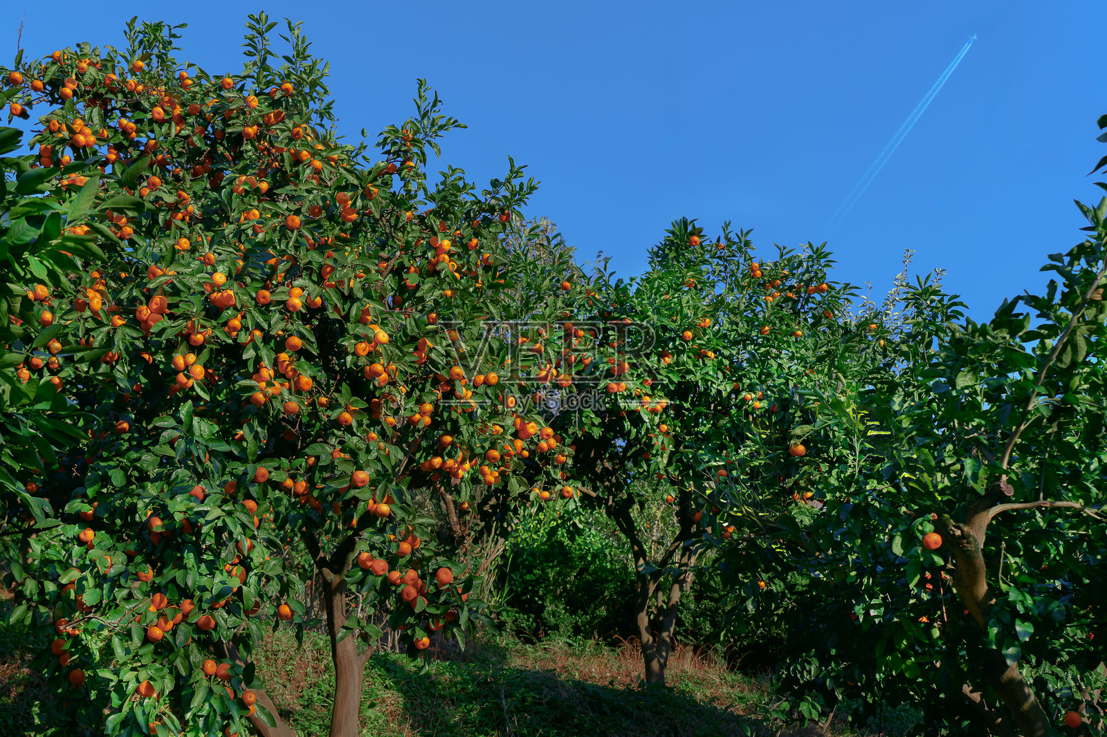 美丽的橘子园映衬着蓝天照片摄影图片