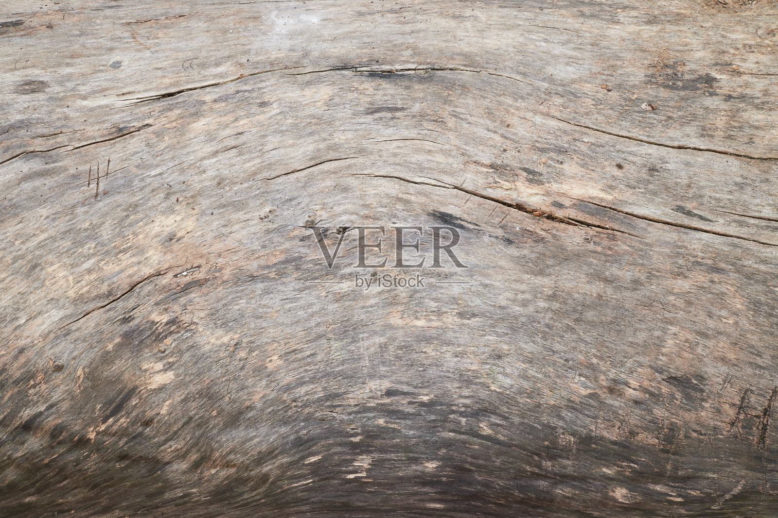 倒下的白杨树。树皮特写照片摄影图片