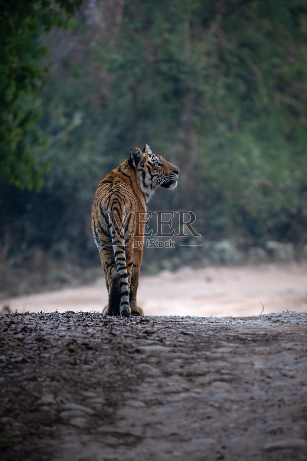 一只亚成年的老虎在迪卡拉区域专注地检查树冠，以回应猴子的叫声照片摄影图片