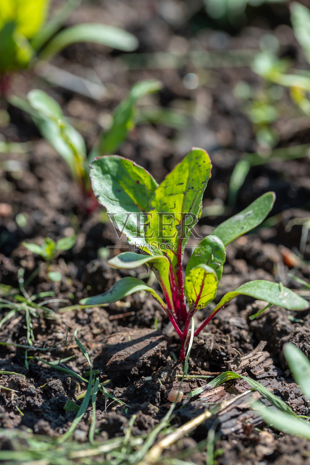 年轻的绿色甜菜苗在菜园的小路上照片摄影图片