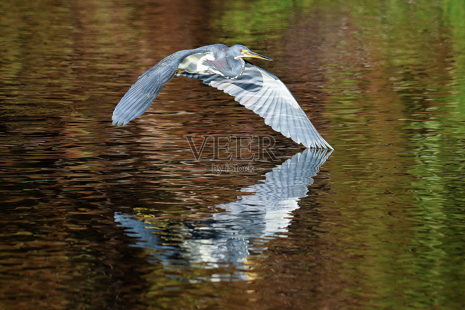 在瓦科达哈奇湿地的三色鹭照片摄影图片