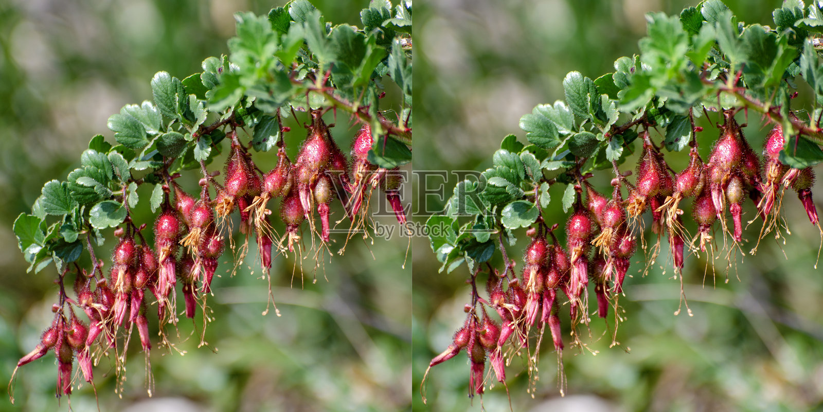 紫花醋栗的果实 3D 立体图像照片摄影图片