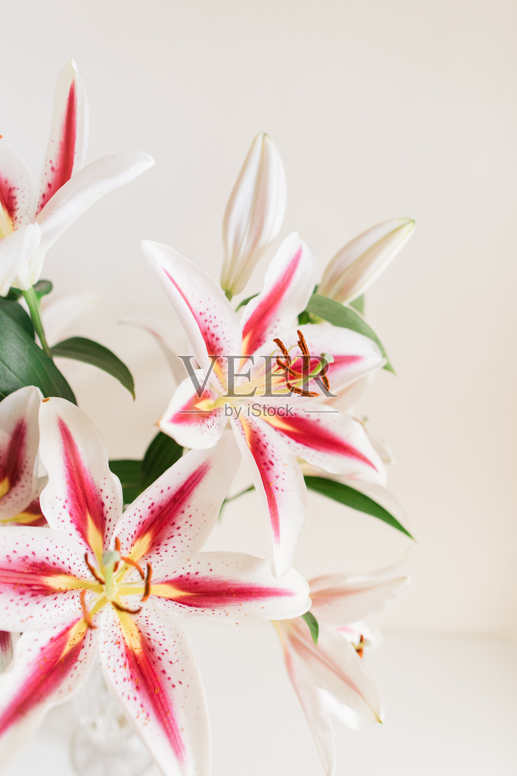 白色和亮粉色的复活节百合花在复古水晶花瓶中，背景为白色照片摄影图片